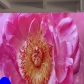 PH1.56 GOB Indoor Led display 500×500mm
